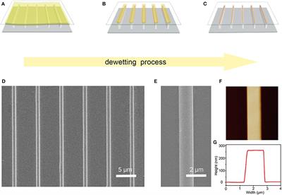Capillary-Bridge Controlled Patterning of Stable Double-Perovskite Microwire Arrays for Non-toxic Photodetectors